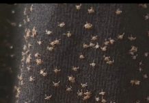 What I Found on My Pant Leg After Walking Outside What I Found on My Pant Leg After Walking Outside - featured image