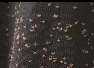 What I Found on My Pant Leg After Walking Outside What I Found on My Pant Leg After Walking Outside - featured image