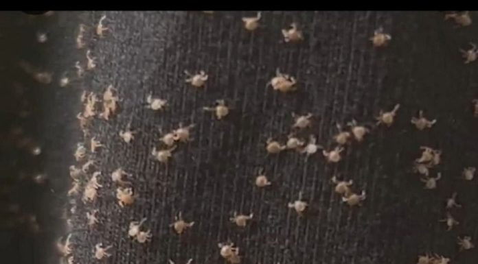 What I Found on My Pant Leg After Walking Outside What I Found on My Pant Leg After Walking Outside - featured image