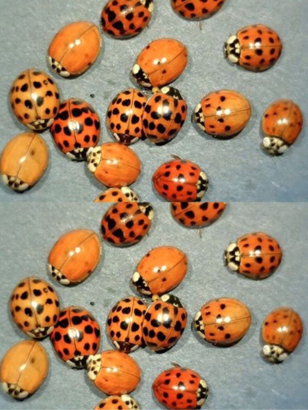Yellow Ladybug Meaning: Luck, Science, and Symbolism Explained - featured image
