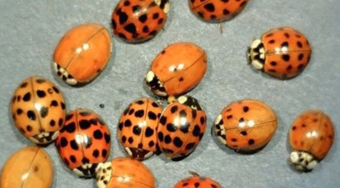 Yellow Ladybug Meaning: Luck, Science, and Symbolism Explained Yellow Ladybug Meaning: Luck, Science, and Symbolism Explained - featured image