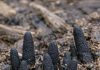Stumbled across these black, finger-like things poking out of the mulch in my backyard. They are hard and creepy. Does anyone know what this is?. Stumbled across these black, finger-like things poking out of the mulch in my backyard. They are hard and creepy. Does anyone know what this is?. - featured image