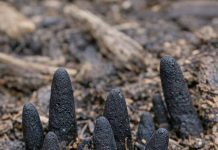 Stumbled across these black, finger-like things poking out of the mulch in my backyard. They are hard and creepy. Does anyone know what this is?. Stumbled across these black, finger-like things poking out of the mulch in my backyard. They are hard and creepy. Does anyone know what this is?. - featured image