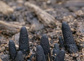 Stumbled across these black, finger-like things poking out of the mulch in my backyard. They are hard and creepy. Does anyone know what this is?. Stumbled across these black, finger-like things poking out of the mulch in my backyard. They are hard and creepy. Does anyone know what this is?. - featured image