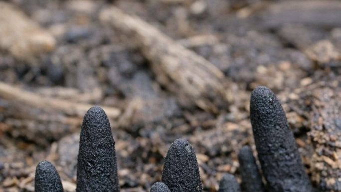 Stumbled across these black, finger-like things poking out of the mulch in my backyard. They are hard and creepy. Does anyone know what this is?. Stumbled across these black, finger-like things poking out of the mulch in my backyard. They are hard and creepy. Does anyone know what this is?. - featured image