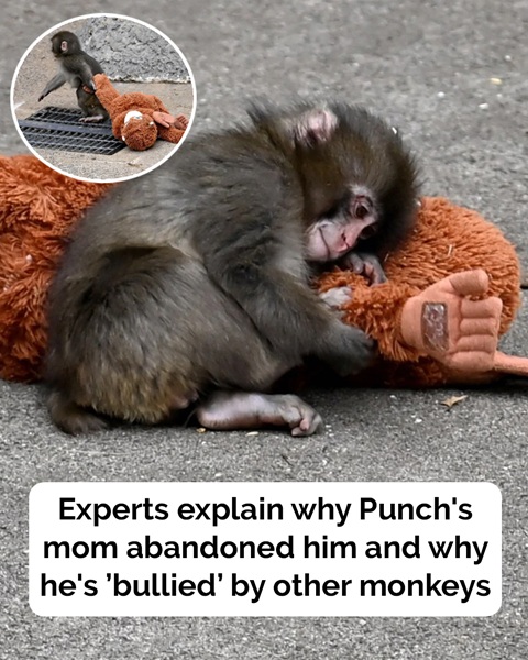 Expert Reveals Why Punch’s Mom Left Him and Why Other Monkeys Pick on Him - featured image Expert Reveals Why Punch’s Mom Left Him and Why Other Monkeys Pick on Him - featured image