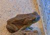 Why a Toad Might Appear in Your Home and What It Could Mean Why a Toad Might Appear in Your Home and What It Could Mean - featured image
