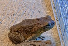 Why a Toad Might Appear in Your Home and What It Could Mean Why a Toad Might Appear in Your Home and What It Could Mean - featured image