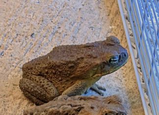 Why a Toad Might Appear in Your Home and What It Could Mean Why a Toad Might Appear in Your Home and What It Could Mean - featured image
