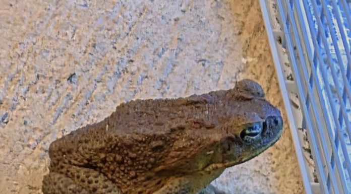 Why a Toad Might Appear in Your Home and What It Could Mean Why a Toad Might Appear in Your Home and What It Could Mean - featured image