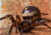 False Widow Spiders on the Rise in the UK — Experts Share Safety Tips False Widow Spiders on the Rise in the UK — Experts Share Safety Tips - featured image