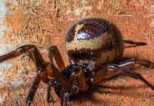 False Widow Spiders on the Rise in the UK — Experts Share Safety Tips False Widow Spiders on the Rise in the UK — Experts Share Safety Tips - featured image