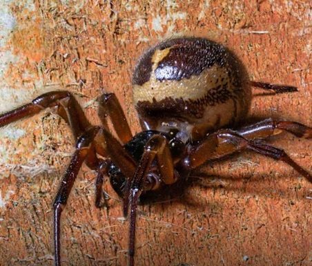 False Widow Spiders on the Rise in the UK — Experts Share Safety Tips False Widow Spiders on the Rise in the UK — Experts Share Safety Tips - featured image