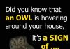 Did you know that an OWL is hovering around your house when Did you know that an OWL is hovering around your house when - featured image