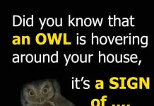Did you know that an OWL is hovering around your house when Did you know that an OWL is hovering around your house when - featured image