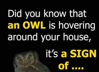 Did you know that an OWL is hovering around your house when Did you know that an OWL is hovering around your house when - featured image