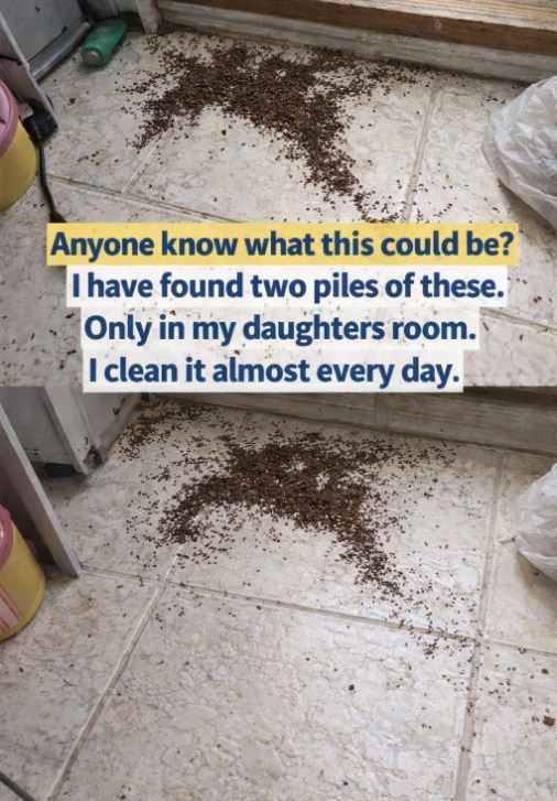 Mom Discovers Unusual Piles in Daughter’s Room — Internet Quickly Explains - featured image Mom Discovers Unusual Piles in Daughter’s Room — Internet Quickly Explains - featured image