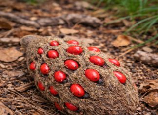 Mystery Object in the Yard: A Fuzzy Cone with Bright Red Berries Mystery Object in the Yard: A Fuzzy Cone with Bright Red Berries - featured image