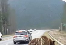 “While driving, I stumbled upon a bear caught in a net, struggling to escape.” “While driving, I stumbled upon a bear caught in a net, struggling to escape.” - featured image