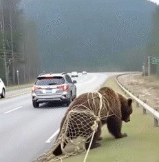 “While driving, I stumbled upon a bear caught in a net, struggling to escape.” “While driving, I stumbled upon a bear caught in a net, struggling to escape.” - featured image