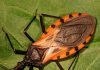 These Common Bugs Are Hard to Avoid — Pay Attention If You’re Bitten These Common Bugs Are Hard to Avoid — Pay Attention If You’re Bitten - featured image