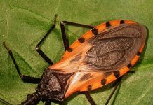 These Common Bugs Are Hard to Avoid — Pay Attention If You’re Bitten These Common Bugs Are Hard to Avoid — Pay Attention If You’re Bitten - featured image