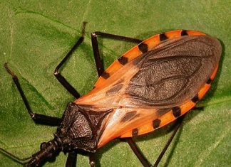 These Common Bugs Are Hard to Avoid — Pay Attention If You’re Bitten These Common Bugs Are Hard to Avoid — Pay Attention If You’re Bitten - featured image