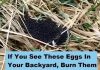 Found These Eggs in Your Yard? Here’s What You Need to Know Found These Eggs in Your Yard? Here’s What You Need to Know - featured image