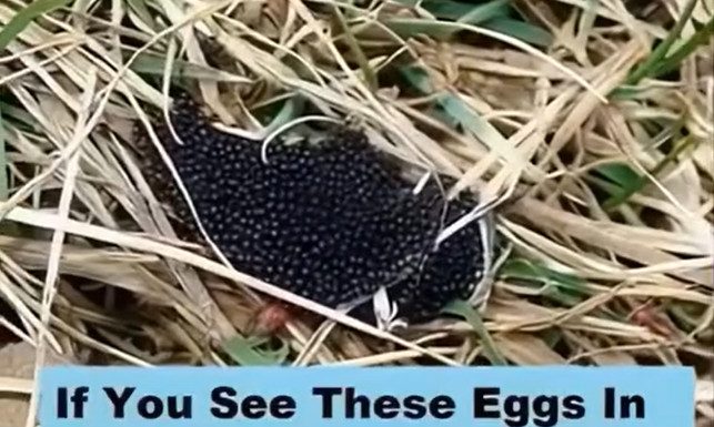 Found These Eggs in Your Yard? Here’s What You Need to Know Found These Eggs in Your Yard? Here’s What You Need to Know - featured image