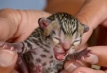 Family Discovers Abandoned Cat on the Street – Second Look Reveals Something Surprising Family Discovers Abandoned Cat on the Street – Second Look Reveals Something Surprising - featured image