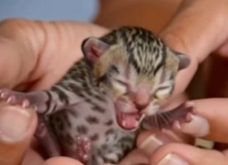 Family Discovers Abandoned Cat on the Street – Second Look Reveals Something Surprising Family Discovers Abandoned Cat on the Street – Second Look Reveals Something Surprising - featured image