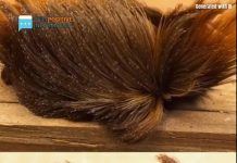 If You See This Fuzzy Insect in Your Yard, Here’s What You Need to Know If You See This Fuzzy Insect in Your Yard, Here’s What You Need to Know - featured image