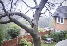 Careless Chainsaw Crew Causes Massive Tree to Fall on Homes Careless Chainsaw Crew Causes Massive Tree to Fall on Homes - featured image