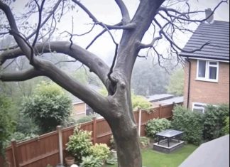 Careless Chainsaw Crew Causes Massive Tree to Fall on Homes Careless Chainsaw Crew Causes Massive Tree to Fall on Homes - featured image
