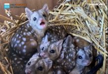 The Gang Finds Strange Spiky Creatures in a Nest – What They Really Are Will Shock You The Gang Finds Strange Spiky Creatures in a Nest – What They Really Are Will Shock You - featured image