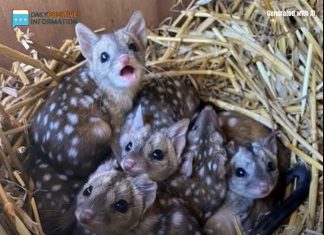 The Gang Finds Strange Spiky Creatures in a Nest – What They Really Are Will Shock You The Gang Finds Strange Spiky Creatures in a Nest – What They Really Are Will Shock You - featured image