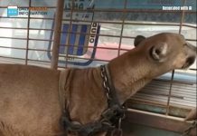 After 20 Years on a Chain, Circus Lion Finally Takes Steps Toward Freedom After 20 Years on a Chain, Circus Lion Finally Takes Steps Toward Freedom - featured image