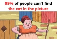 Can You Spot the Hidden Cat That’s Baffling Viewers? Can You Spot the Hidden Cat That’s Baffling Viewers? - featured image