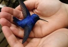 SOTD – Did You Know That If a Hummingbird Comes to Your Home, It Means Something Special? SOTD – Did You Know That If a Hummingbird Comes to Your Home, It Means Something Special? - featured image