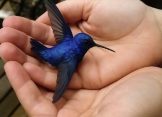 SOTD – Did You Know That If a Hummingbird Comes to Your Home, It Means Something Special? SOTD – Did You Know That If a Hummingbird Comes to Your Home, It Means Something Special? - featured image