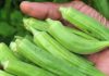 Doctors Reveal What Happens When You Eat Okra Regularly Doctors Reveal What Happens When You Eat Okra Regularly - featured image
