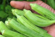 Doctors Reveal What Happens When You Eat Okra Regularly Doctors Reveal What Happens When You Eat Okra Regularly - featured image