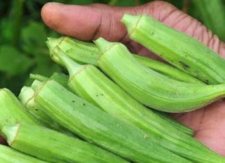 Doctors Reveal What Happens When You Eat Okra Regularly Doctors Reveal What Happens When You Eat Okra Regularly - featured image