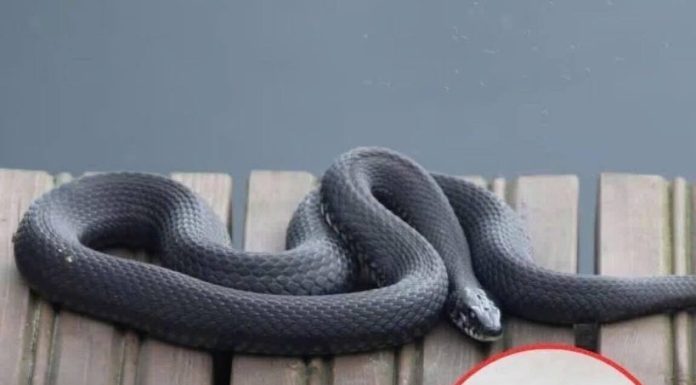 From Ammonia and Vinegar to Cinnamon Oil, Garlic, and Lemongrass, These Seven Strong Scents May Help Deter Snakes Around Your Home—But Experts Explain Why No Smell Works Forever, How to Use Them Safely, and What Real Prevention Steps Matter Most for Keeping Snakes Away Long-Term From Ammonia and Vinegar to Cinnamon Oil, Garlic, and Lemongrass, These Seven Strong Scents May Help Deter Snakes Around Your Home—But Experts Explain Why No Smell Works Forever, How to Use Them Safely, and What Real Prevention Steps Matter Most for Keeping Snakes Away Long-Term - featured image