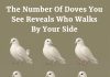 The Number Of Doves You See Reveals Who Walks By Your Side The Number Of Doves You See Reveals Who Walks By Your Side - featured image