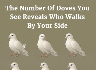 The Number Of Doves You See Reveals Who Walks By Your Side The Number Of Doves You See Reveals Who Walks By Your Side - featured image