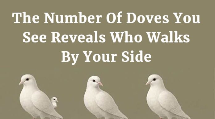 The Number Of Doves You See Reveals Who Walks By Your Side The Number Of Doves You See Reveals Who Walks By Your Side - featured image