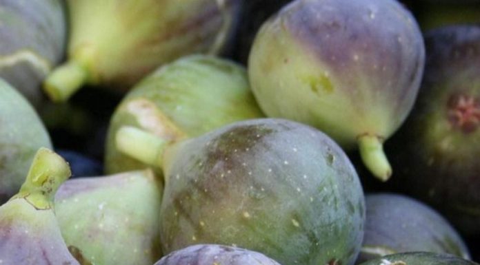 Doctors reveal that eating figs causes… See more… Doctors reveal that eating figs causes… See more… - featured image
