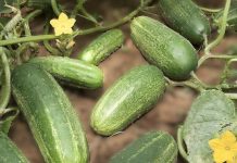 Cucumber Water Benefits and Risks: What Experts Really Say Cucumber Water Benefits and Risks: What Experts Really Say - featured image