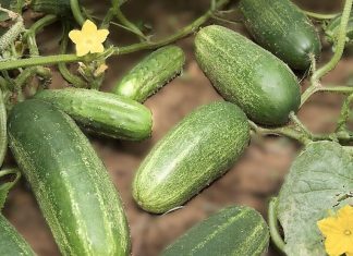 Cucumber Water Benefits and Risks: What Experts Really Say Cucumber Water Benefits and Risks: What Experts Really Say - featured image